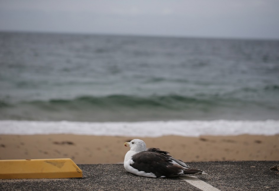 Content Seagull