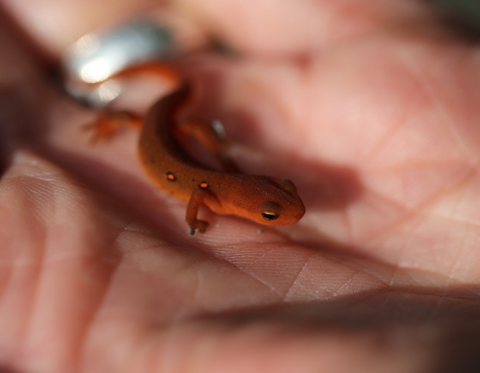 Rehoming A Salamander