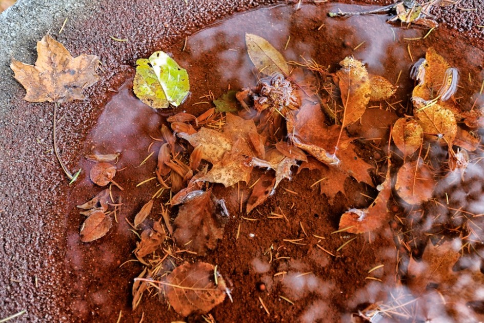 Fall In The Birdbath