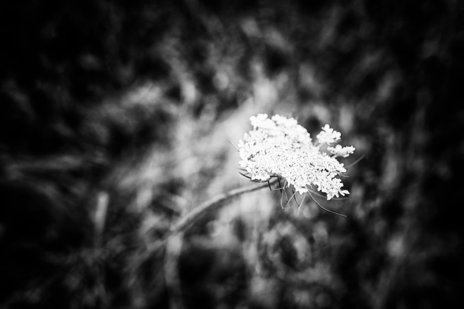 Queen Anne's Lace