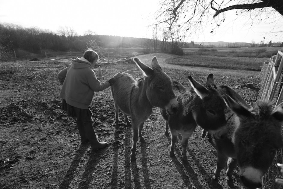 Brushing Donkeys