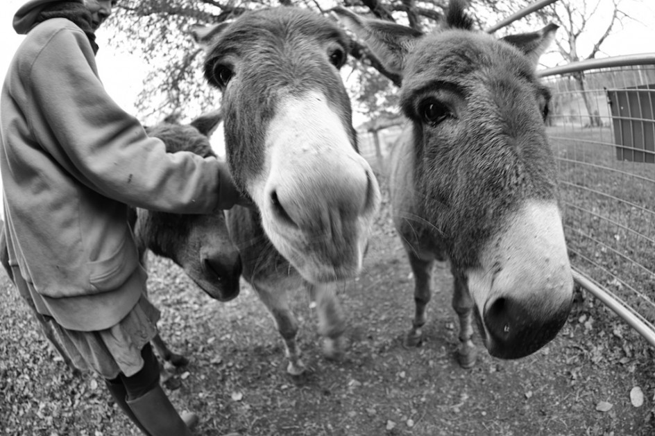 Greeting Donkeys