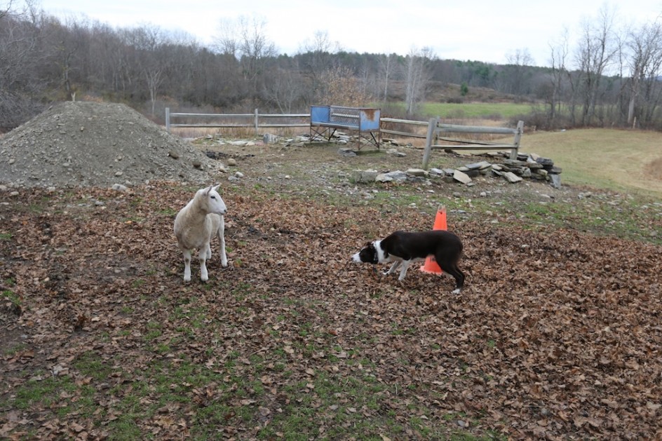 Standoff: Liam And Red