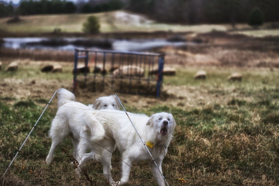 Maremma Guard Dogs