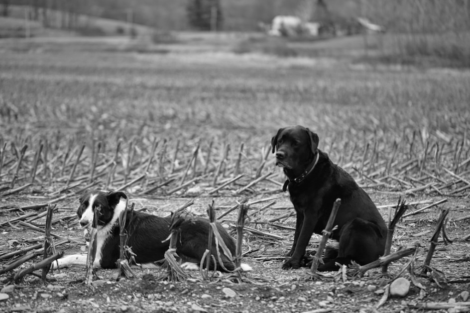 Two Dogs In A Cornfield, Bedlam Farm Beyond.