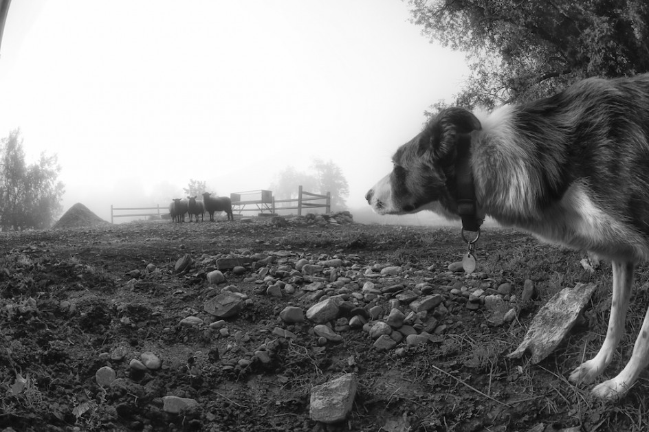 Border Collie And Horse