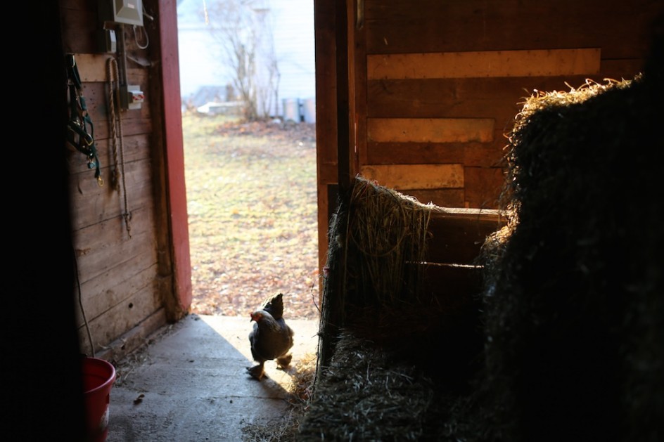 Hen In The Barn