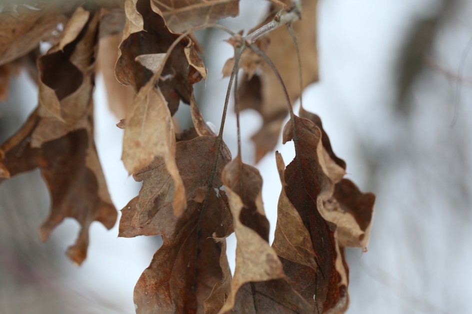 Leaves Of Winter