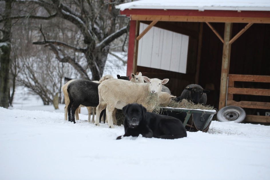 Sheepherdiing With Lenore