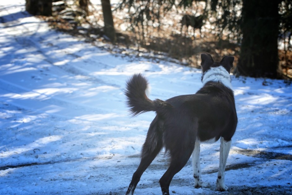 Dog in The Woods