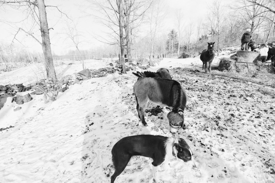 Red Meeting Donkeys