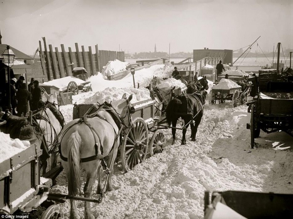 Are the carriage horses working too hard?