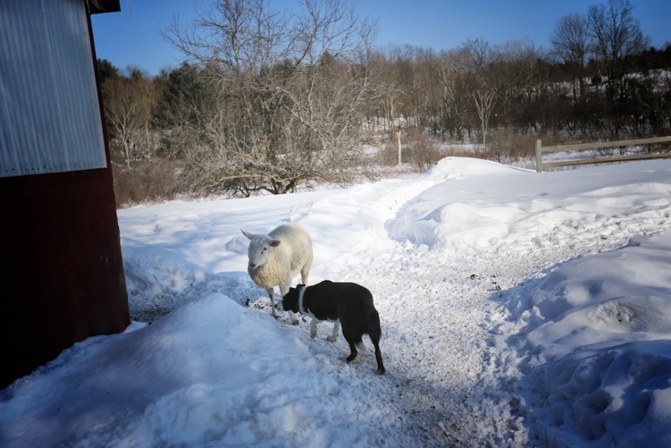 Liam And Red: Arctic Standoff