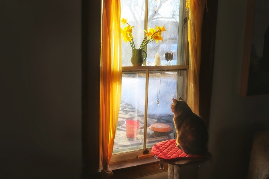 Barn Cat's Sunrise