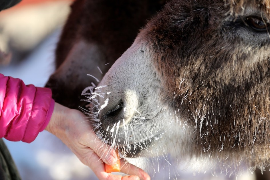 Frosted Noses