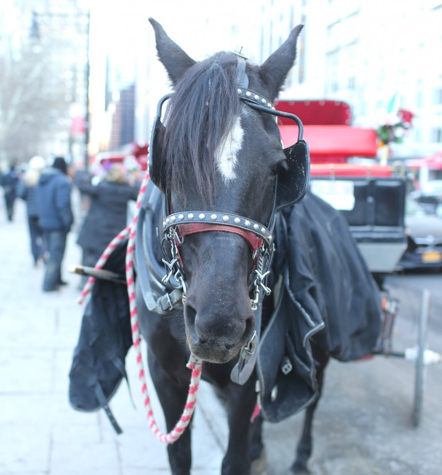 Is This Horse Happy?