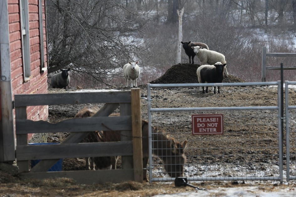 Keeping Manure Mountain