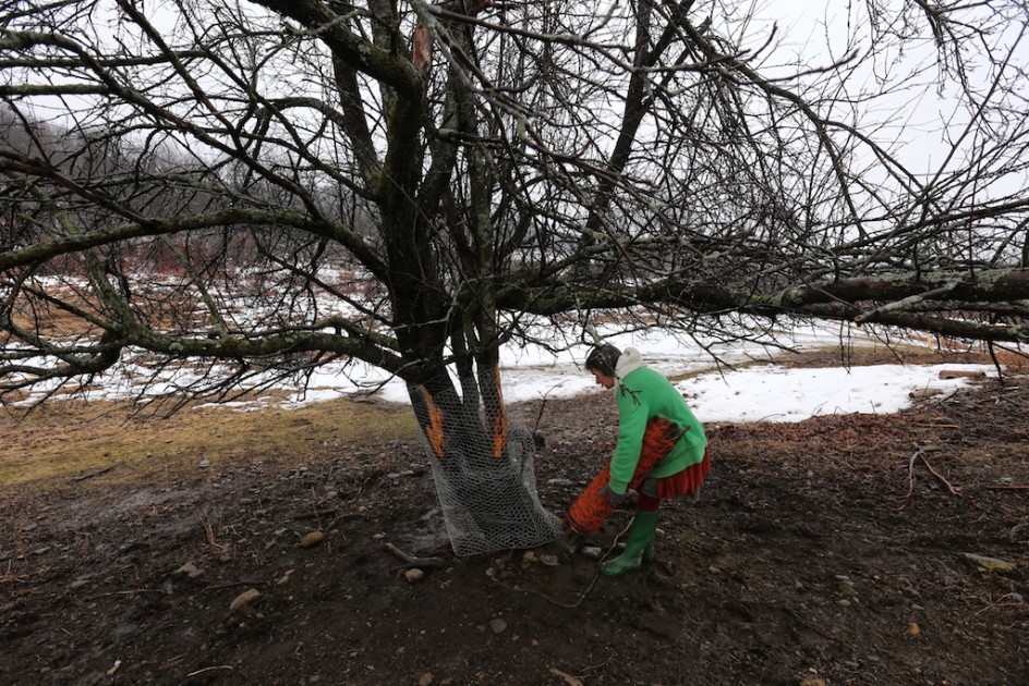 Saving The Apple Tree