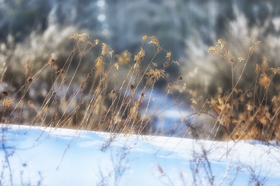 The Winter Meadow