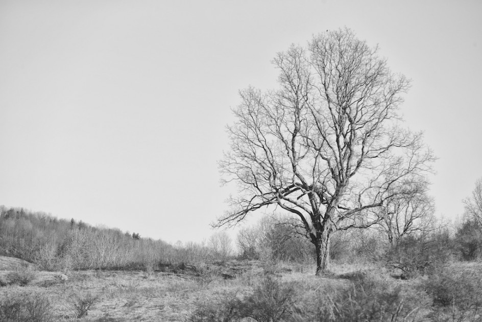 Meadow Tree