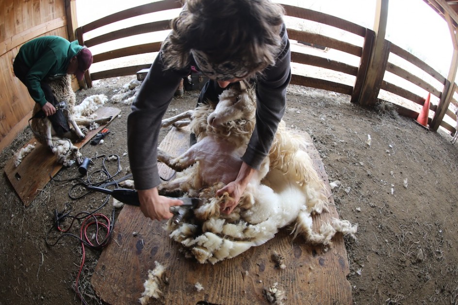 Shearing