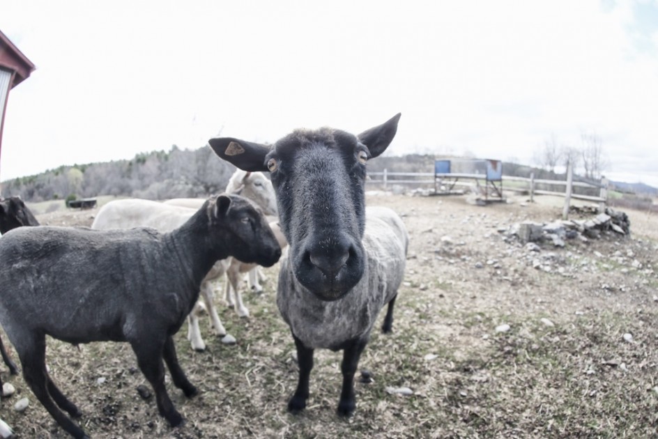 A Great Sheep