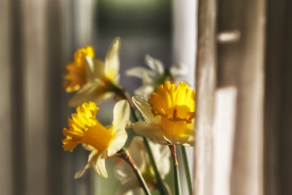 Daffodils In My Window