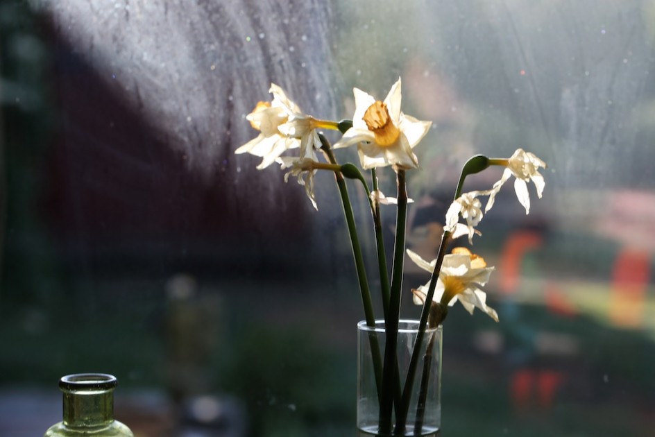 Windowsill Gallery: Daffodils