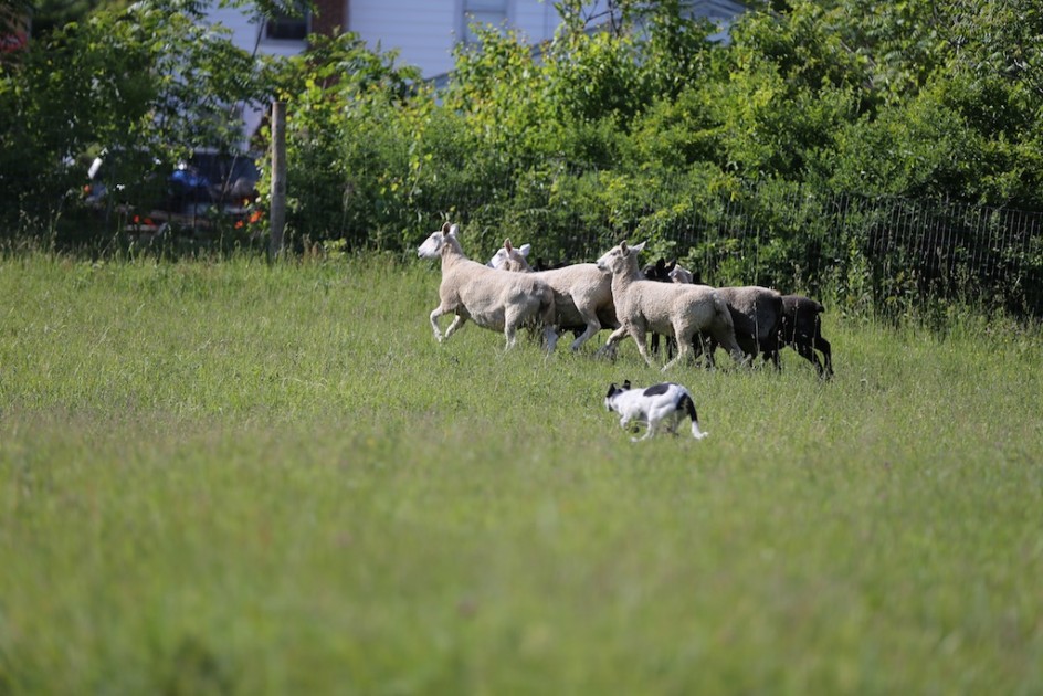 Fate's Herding Lessons