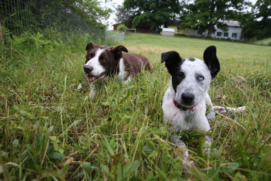 Two Herding Dogs