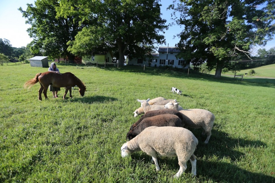 Herding With A Horse