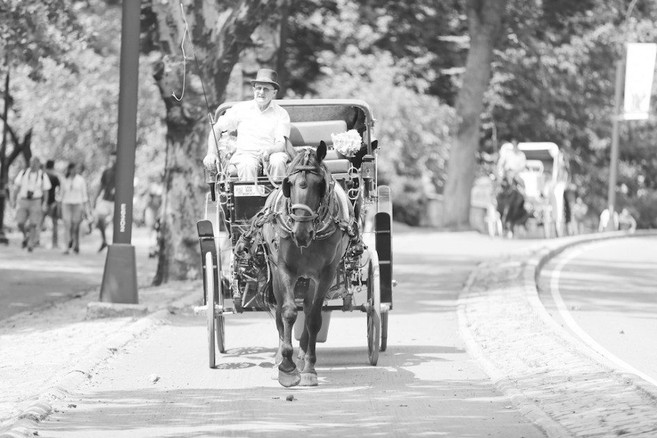 How You Can Help The Carriage Horses