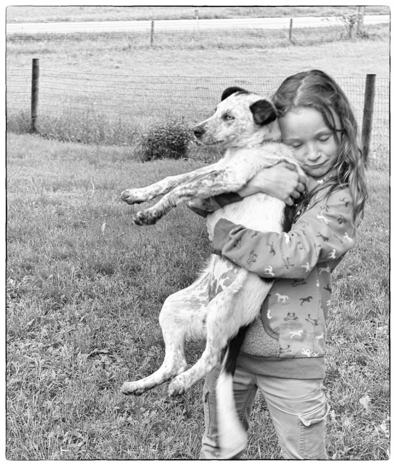 The Barn Fairy And The Puppy