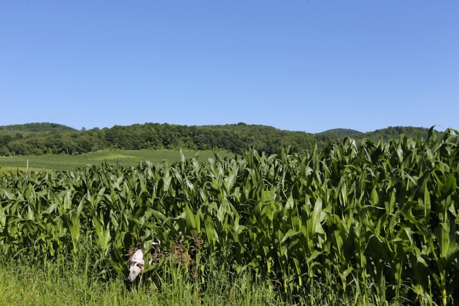 Lost In The Cornfield