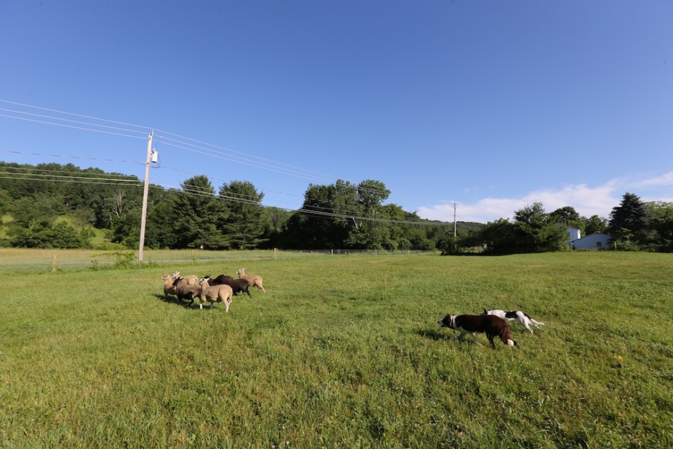 Farm Dogs