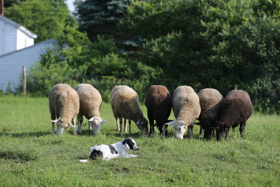 My Sheep - Training Fate