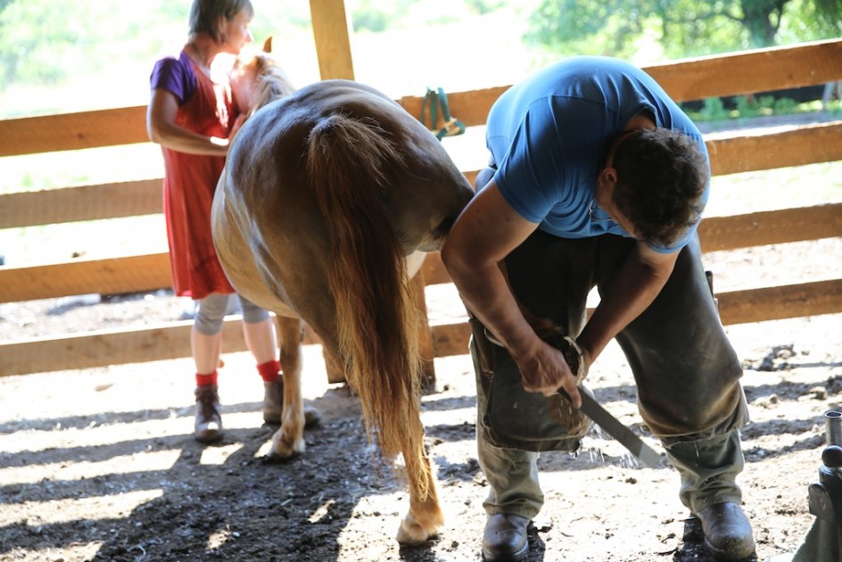 The Farrier Trims A Bunch Of Hooves