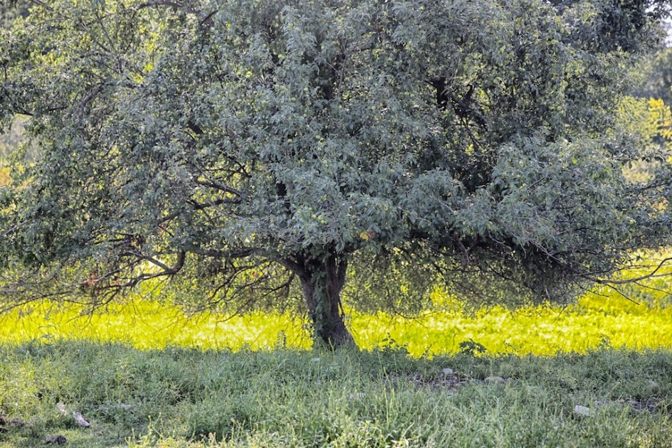 The Spiritual Power Of Trees