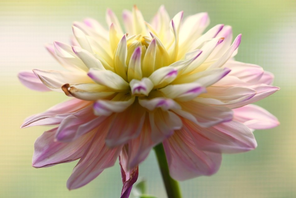 The Song Of The Dahlia