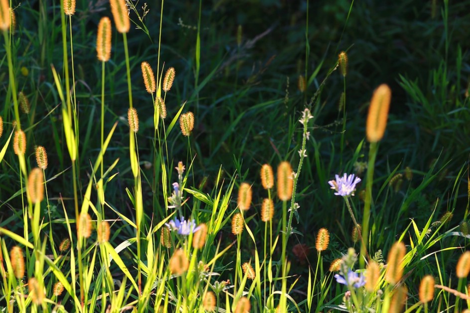 Painted Meadow