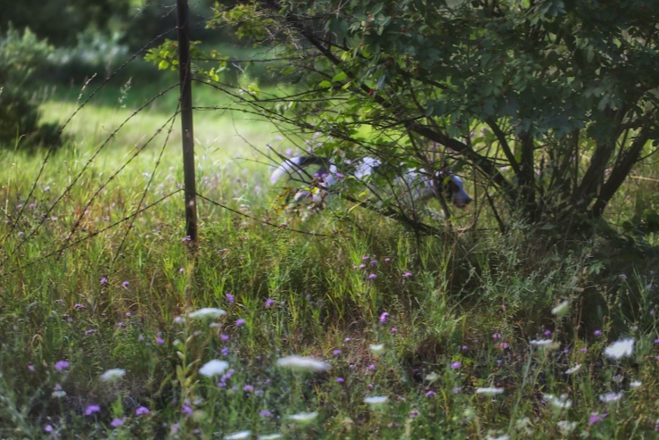 The Meadow Dog