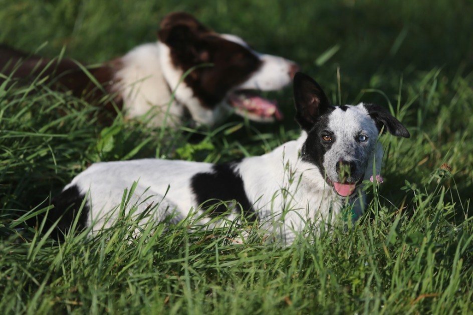 Team Herding