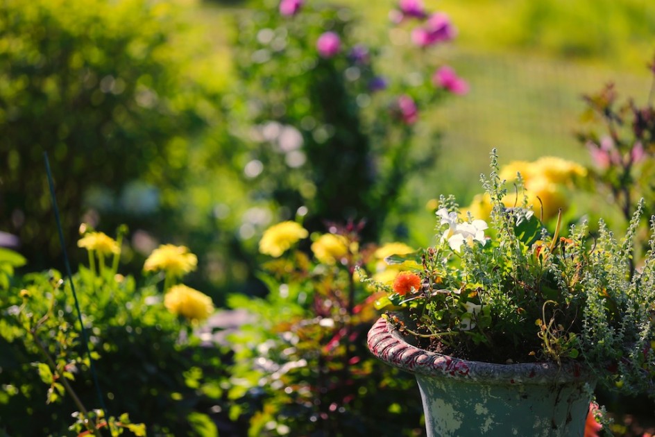 The Dahlia Garden Comes To Life