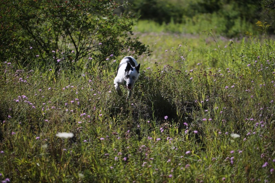 The Meadow Dog