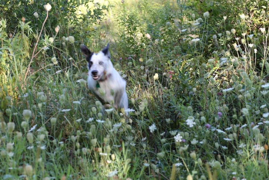 The Meadow Dog