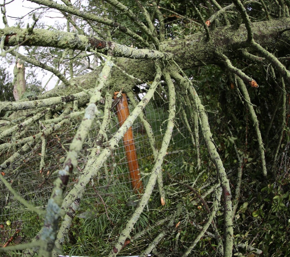 The Tree And The Fencepost