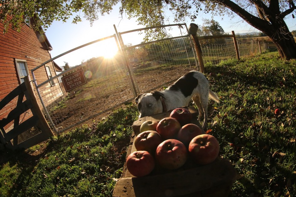 Apples And Applesauce