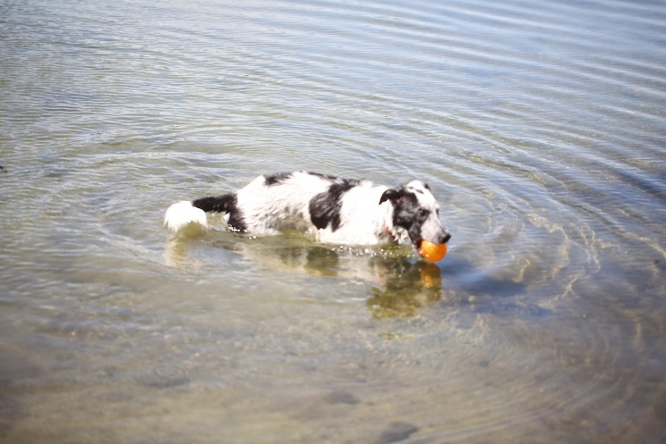 The Pirate Dog Loves The Water