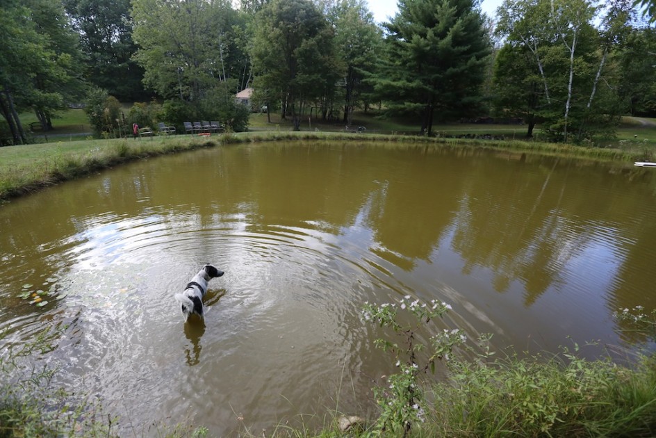 Herding Catfish