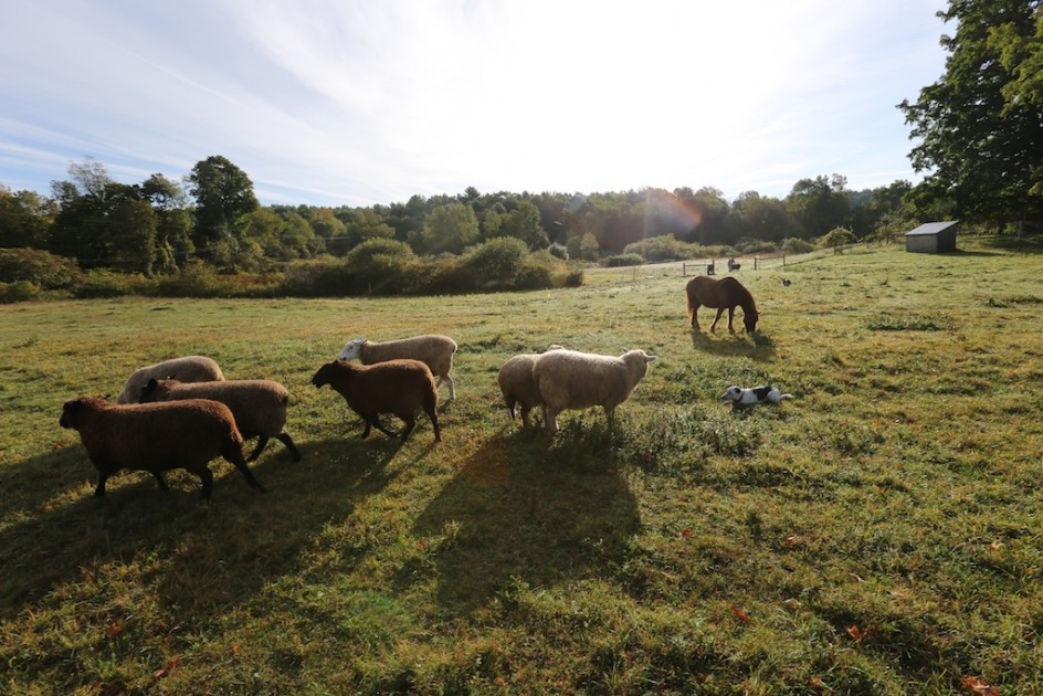 Sheep Time